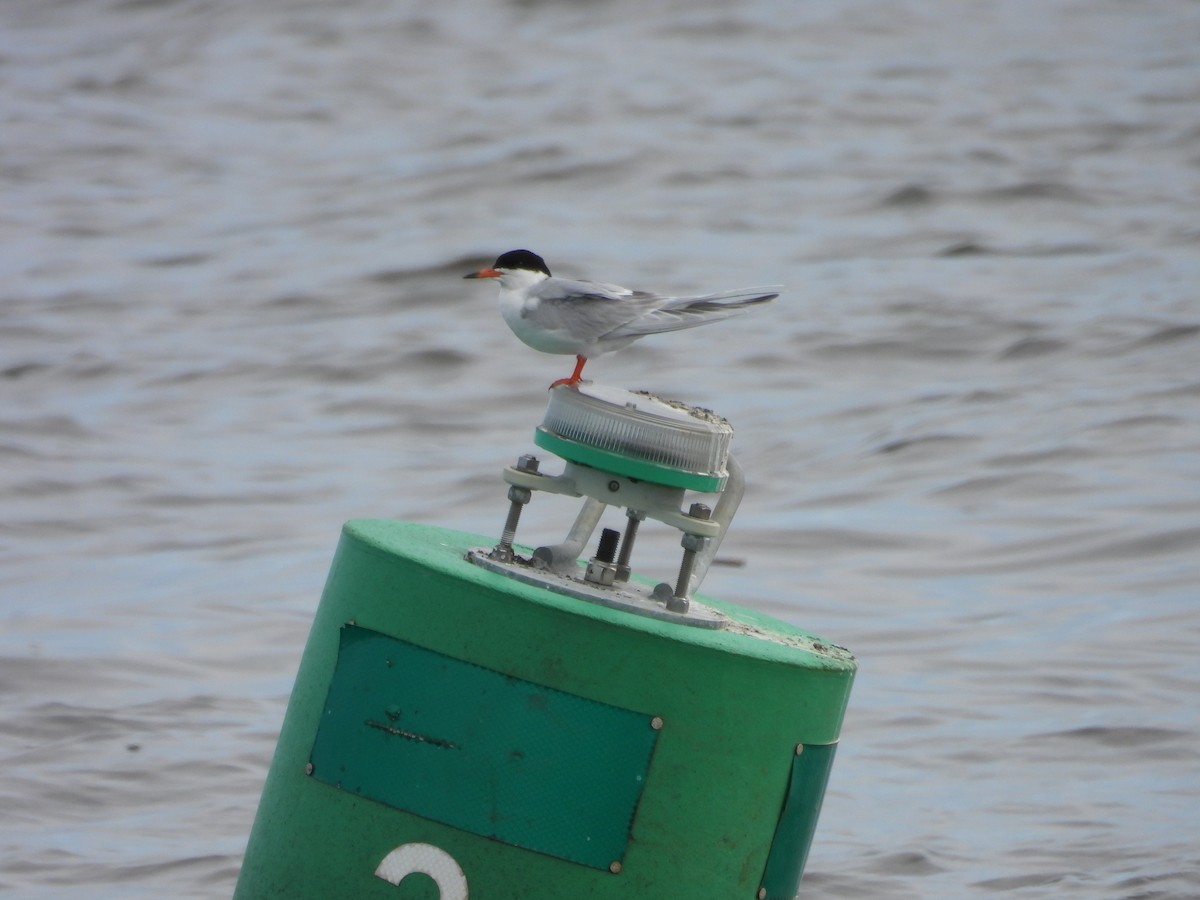 Forster's Tern - Paolo Matteucci