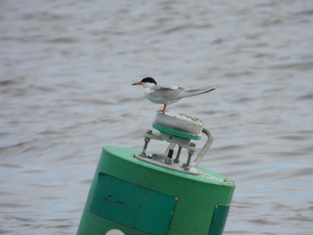 Forster's Tern - Paolo Matteucci