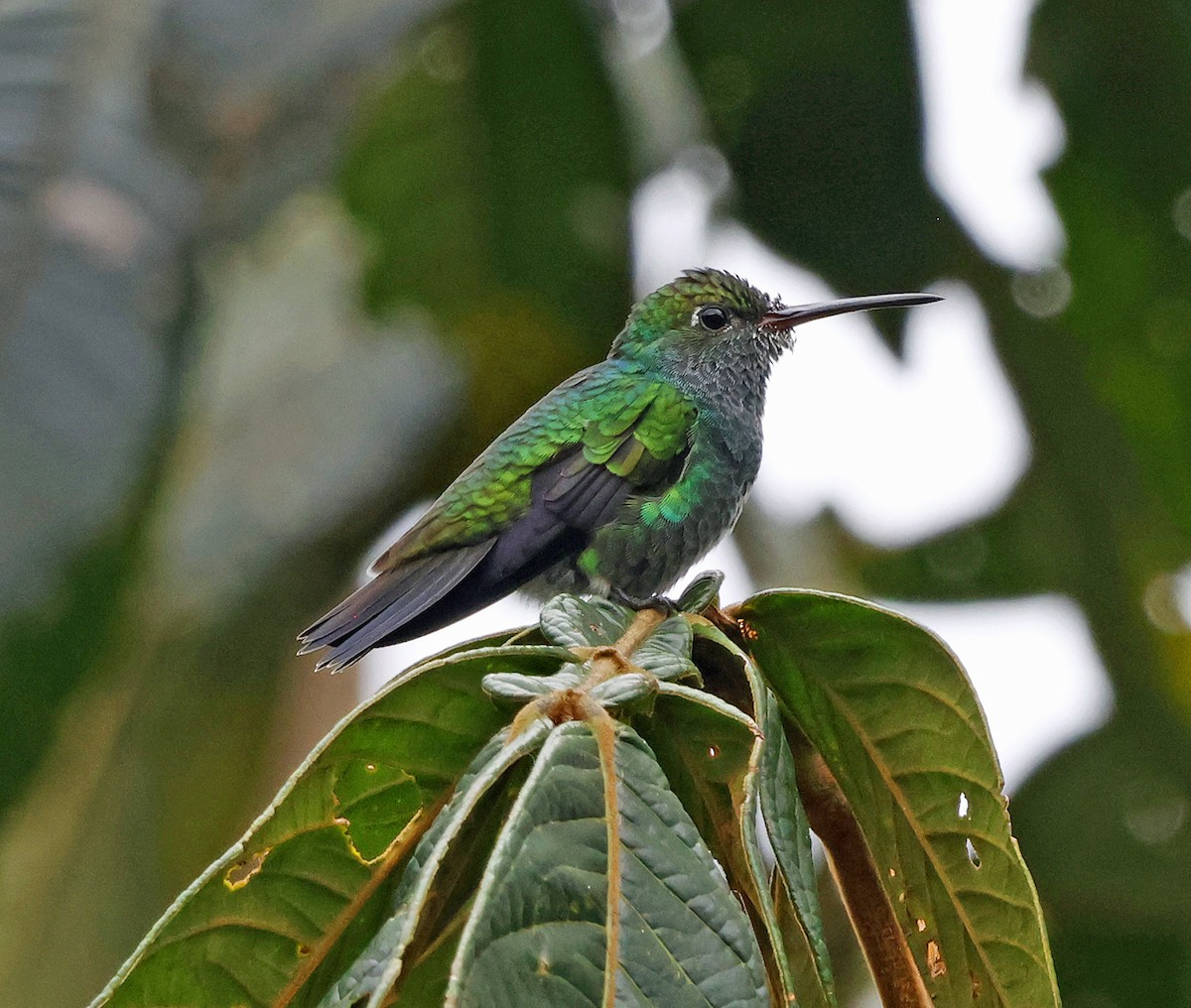 Glittering-throated Emerald - Joe Grzybowski