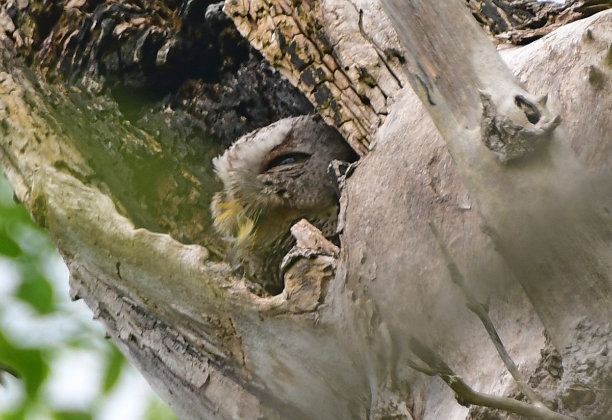 Eastern Screech-Owl - James Bozeman