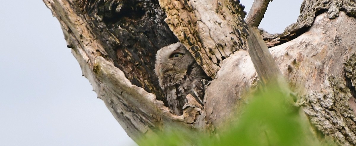 Eastern Screech-Owl - James Bozeman