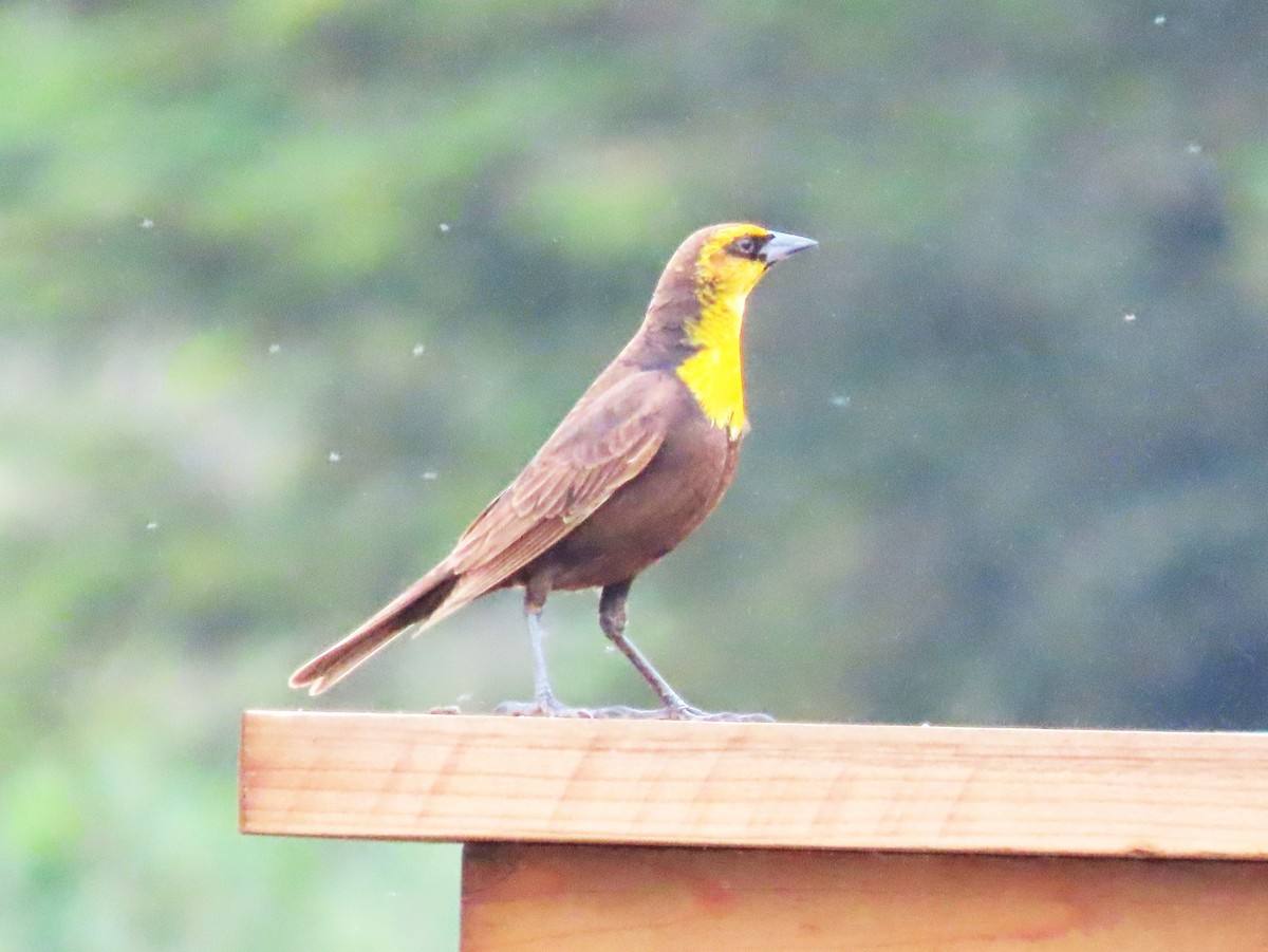 Yellow-headed Blackbird - Chris Hayward