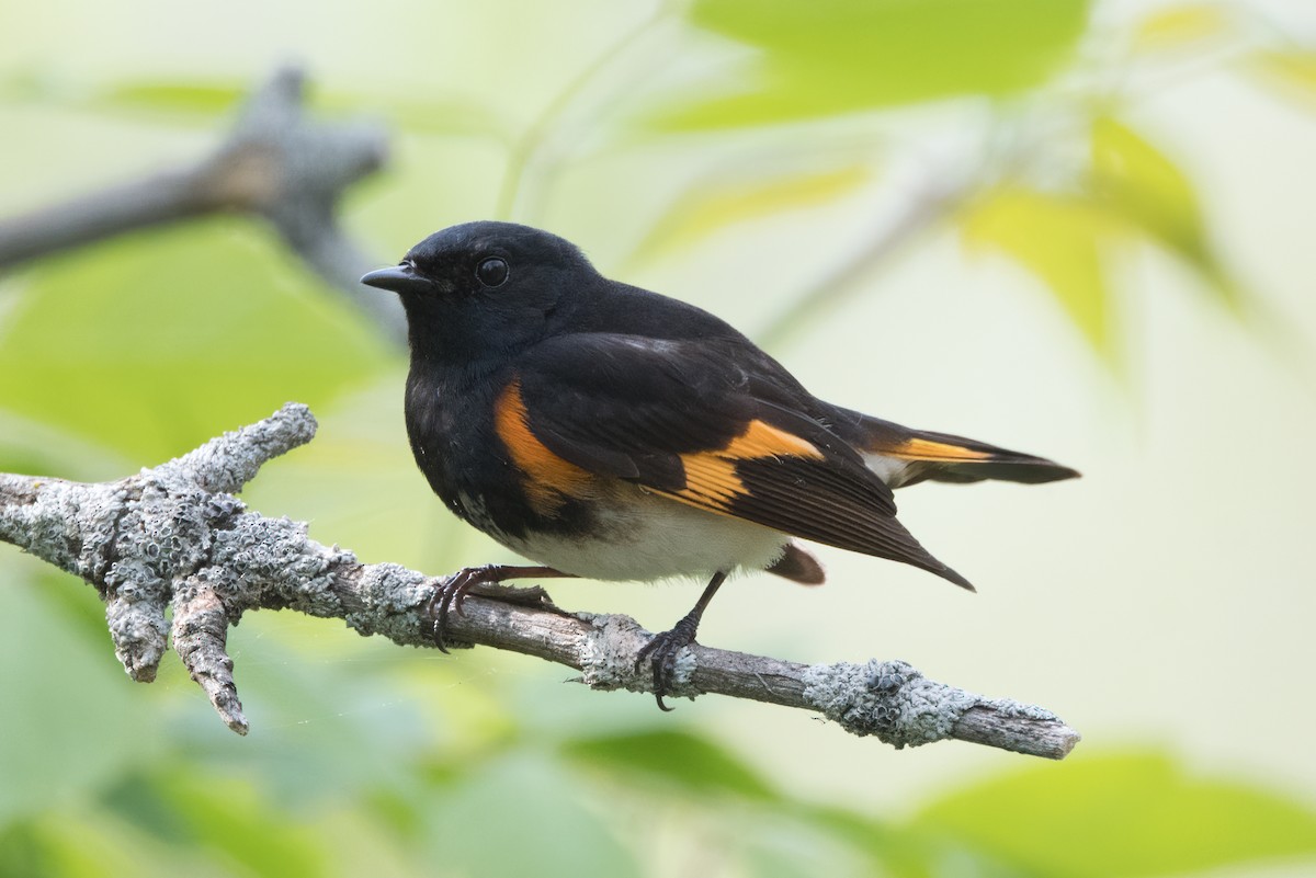 American Redstart - Phil Harvey