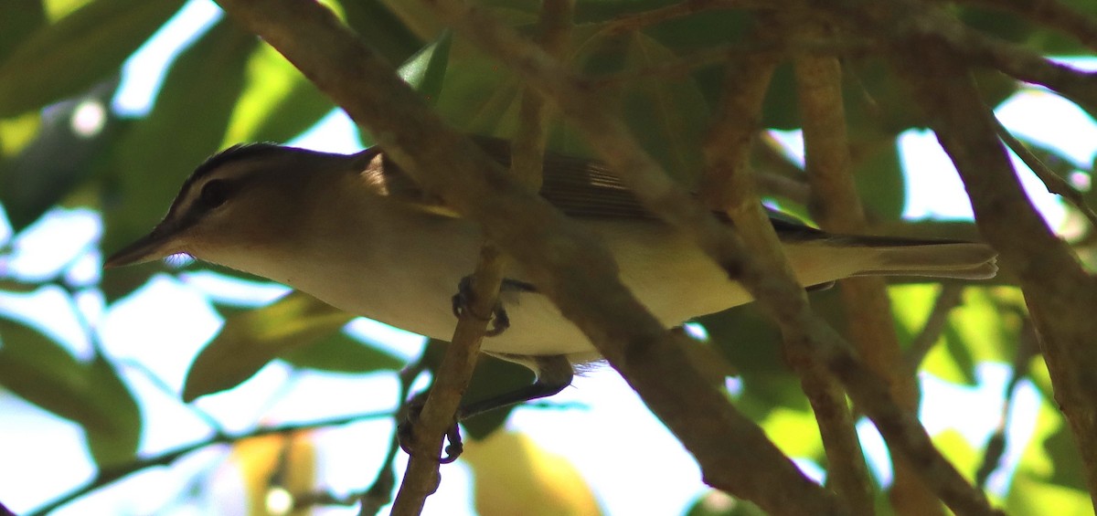 Red-eyed Vireo - Phillip Wallace