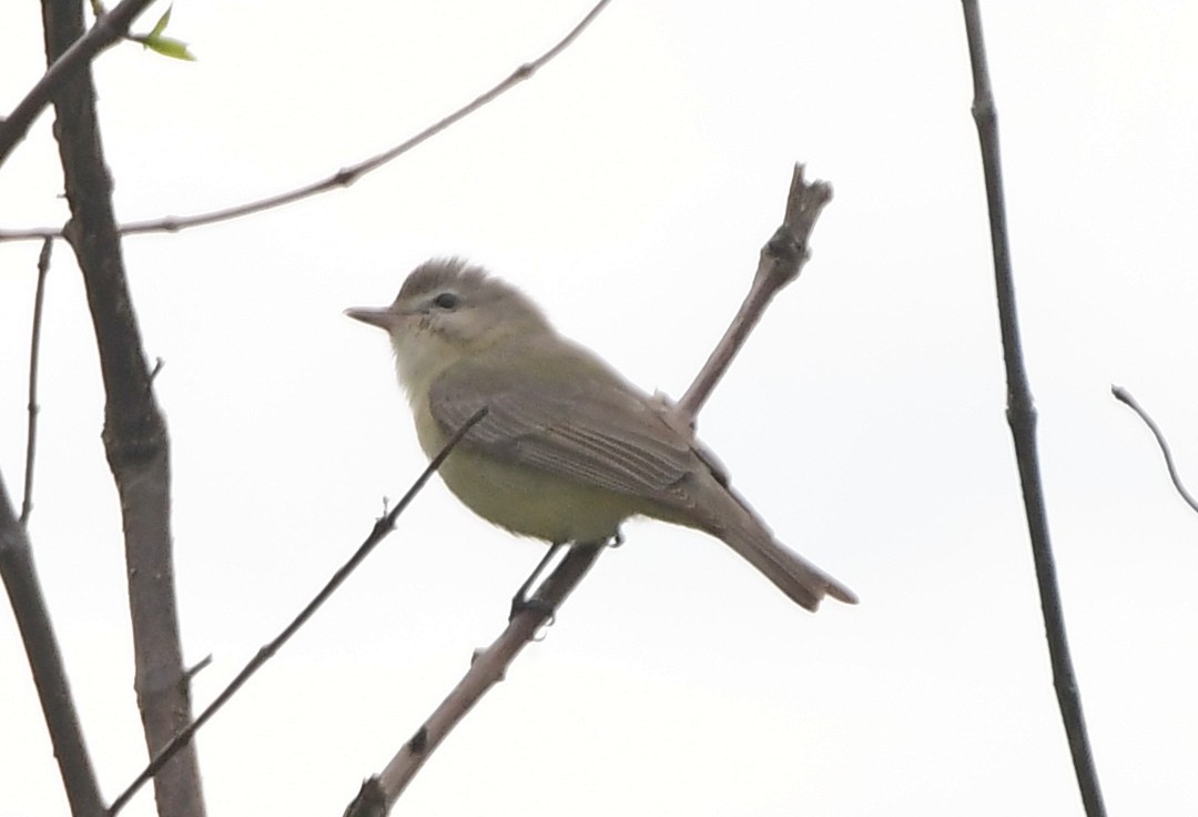 Warbling Vireo - James Bozeman