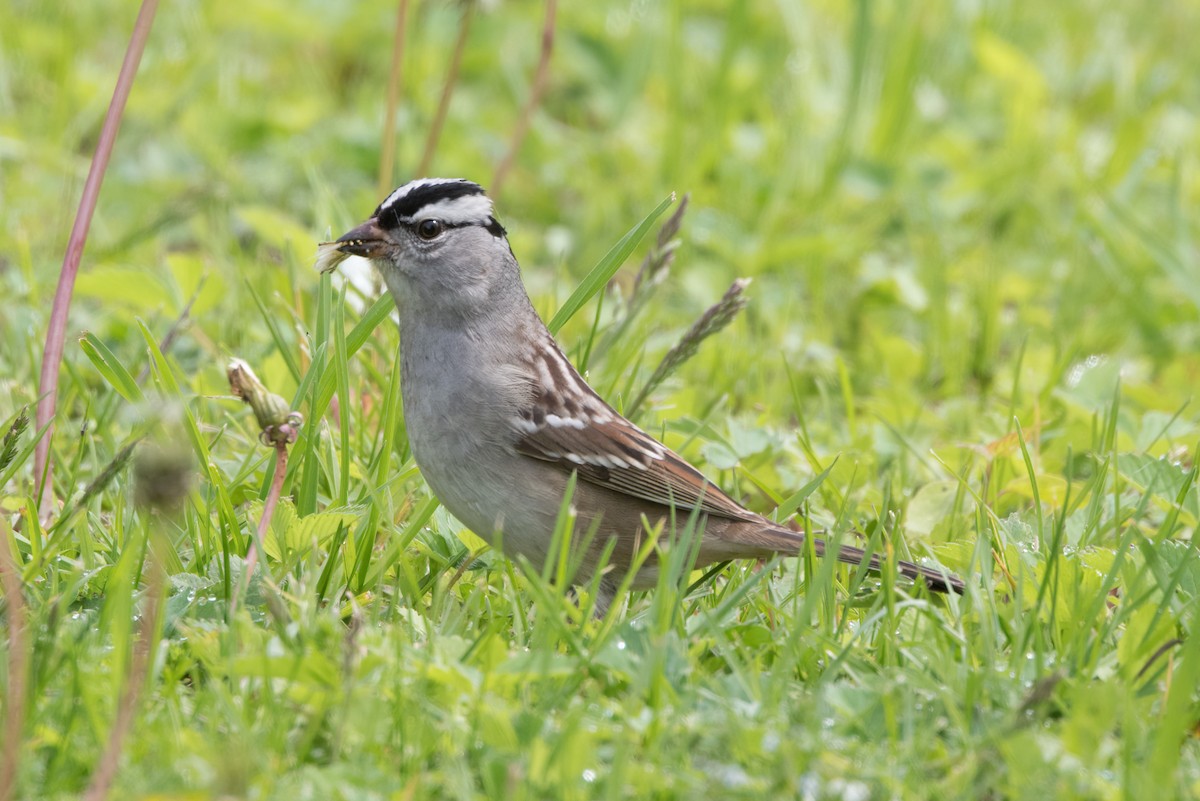 White-crowned Sparrow - Phil Harvey