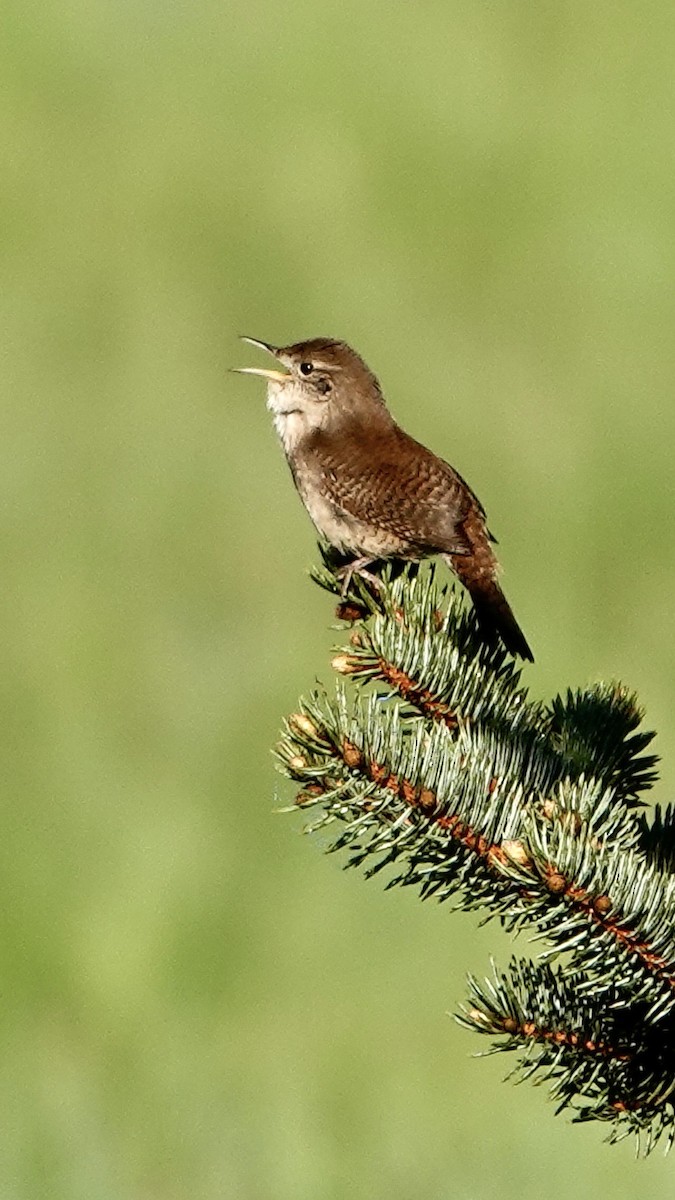 House Wren (Northern) - Tom Shepard