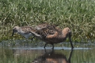 Long-billed Dowitcher - ML619091835