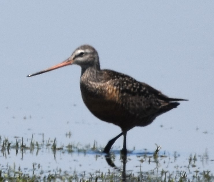 Hudsonian Godwit - Ross Silcock