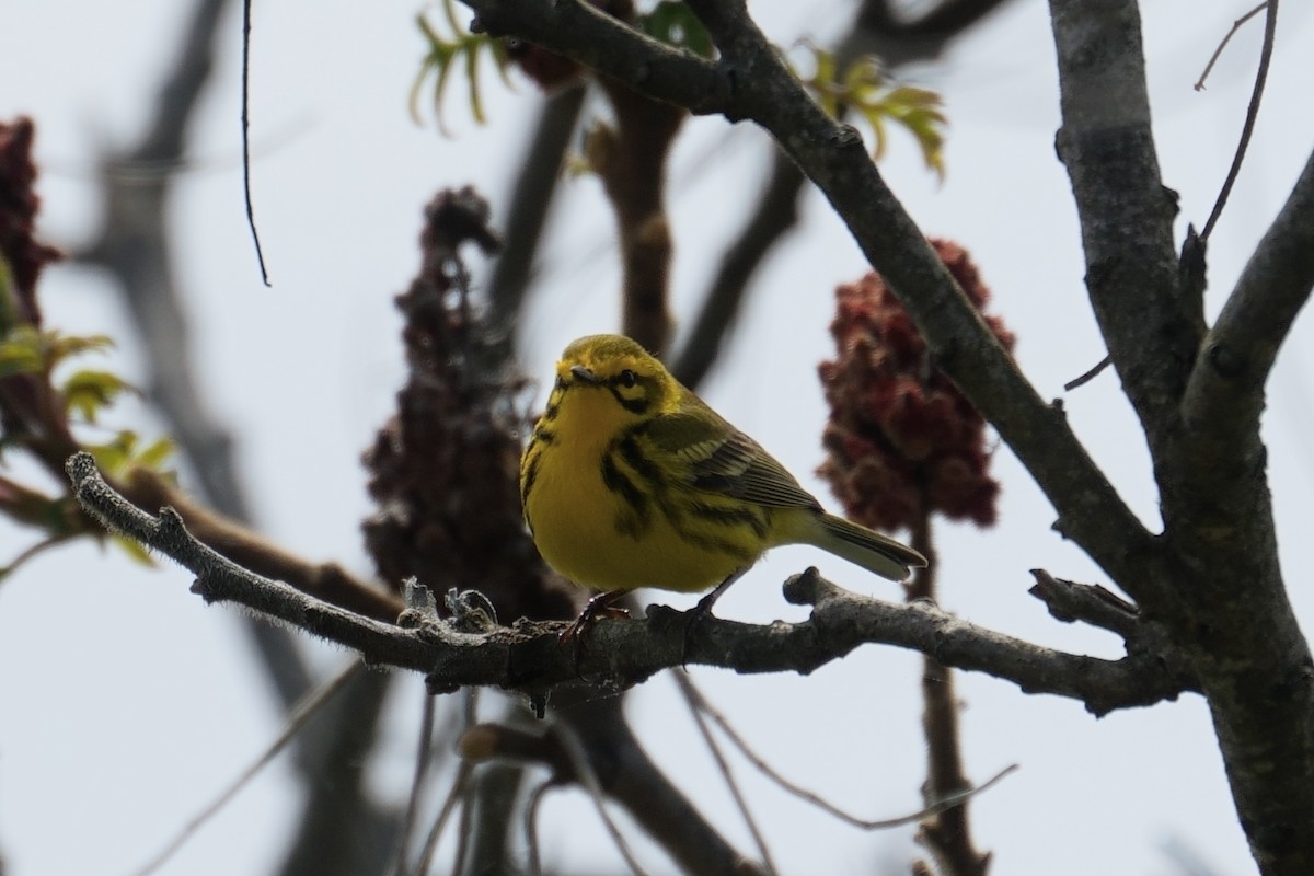 Prairie Warbler - Kathy Webb