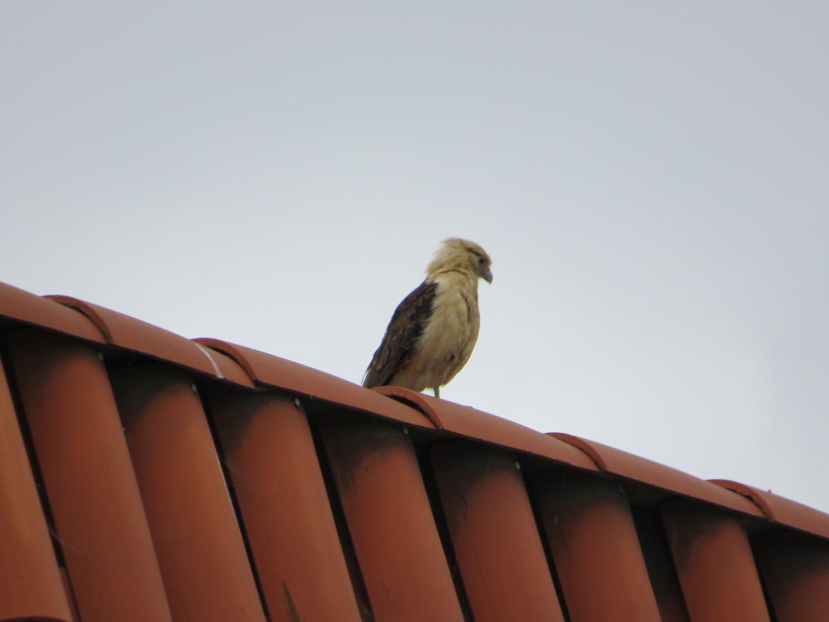 Caracara à tête jaune - ML619091875