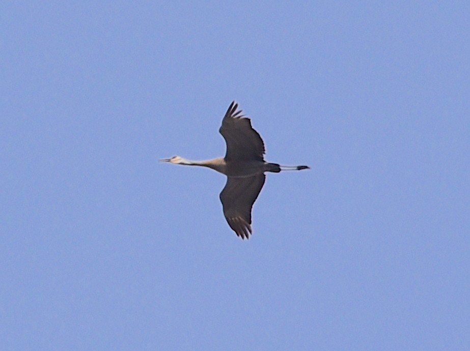 Sandhill Crane - ML619091879