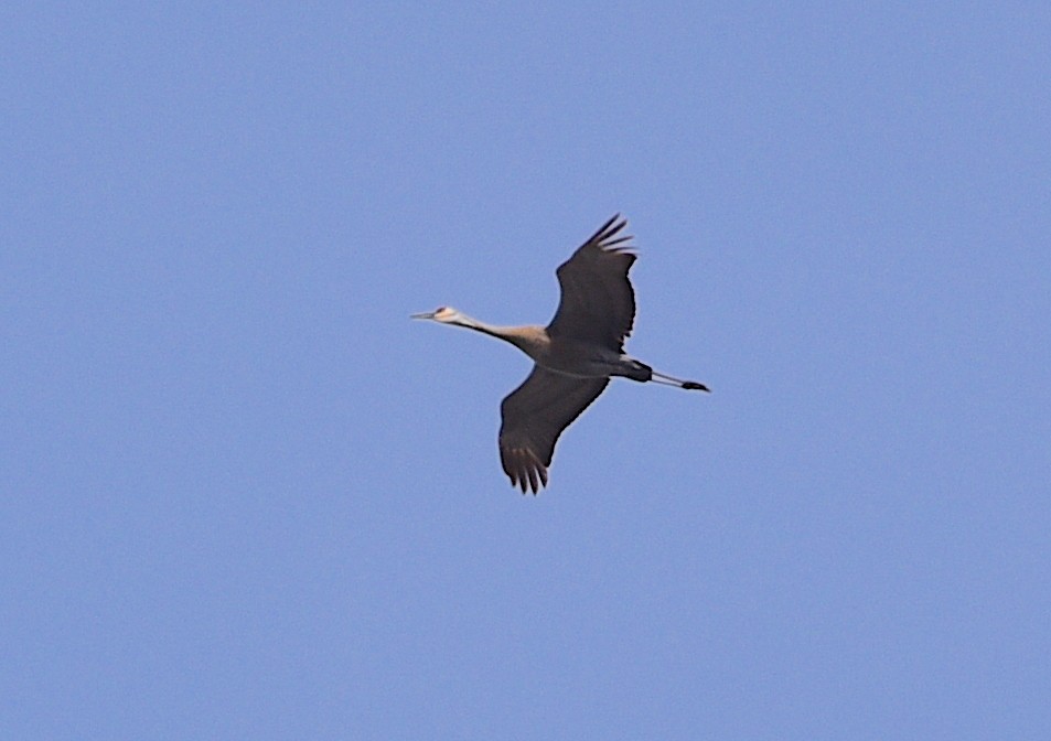 Sandhill Crane - ML619091880