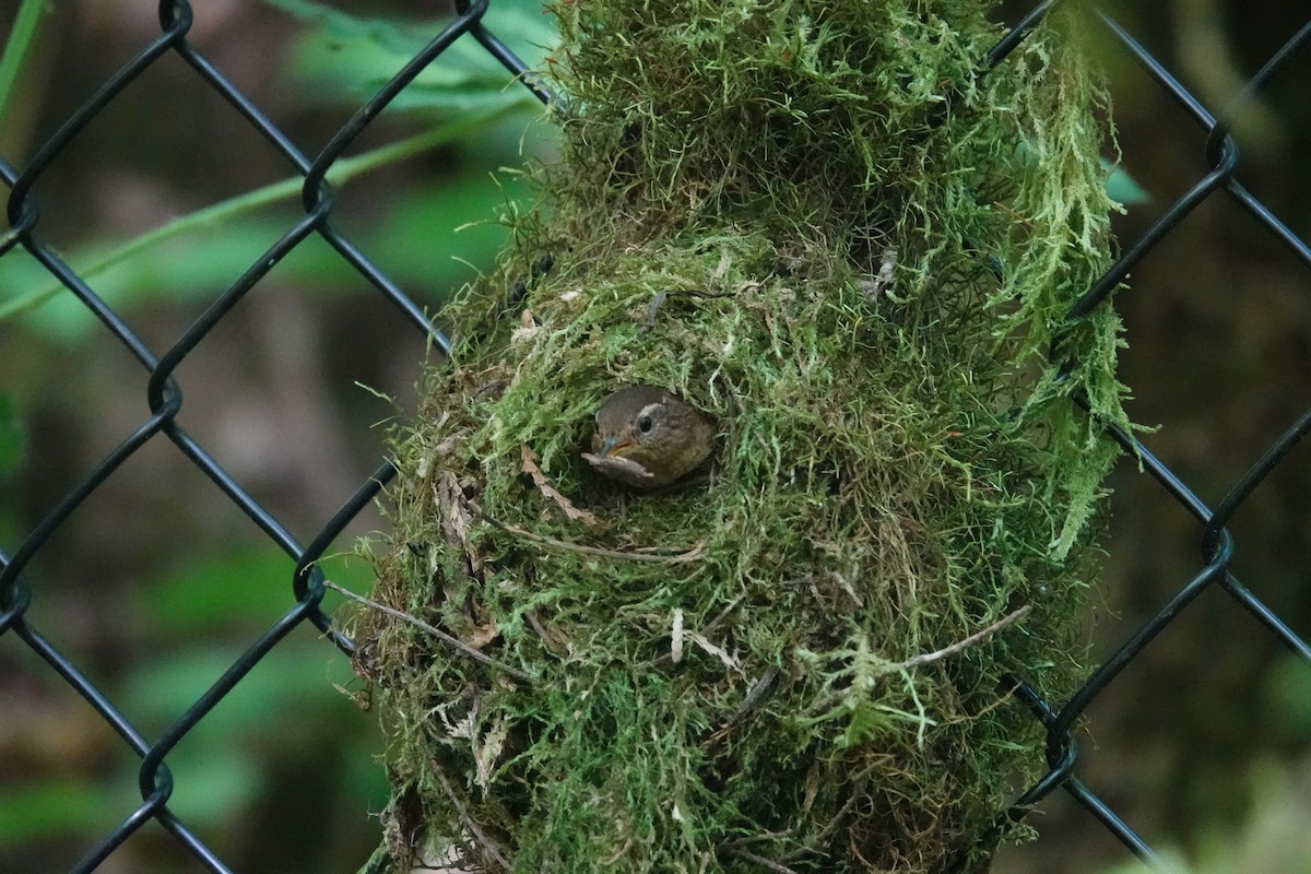 Pacific Wren - Kyle Fuchs