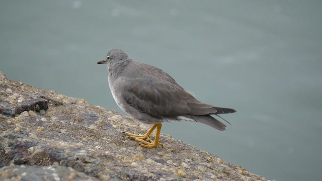 Wandering Tattler - ML619091897