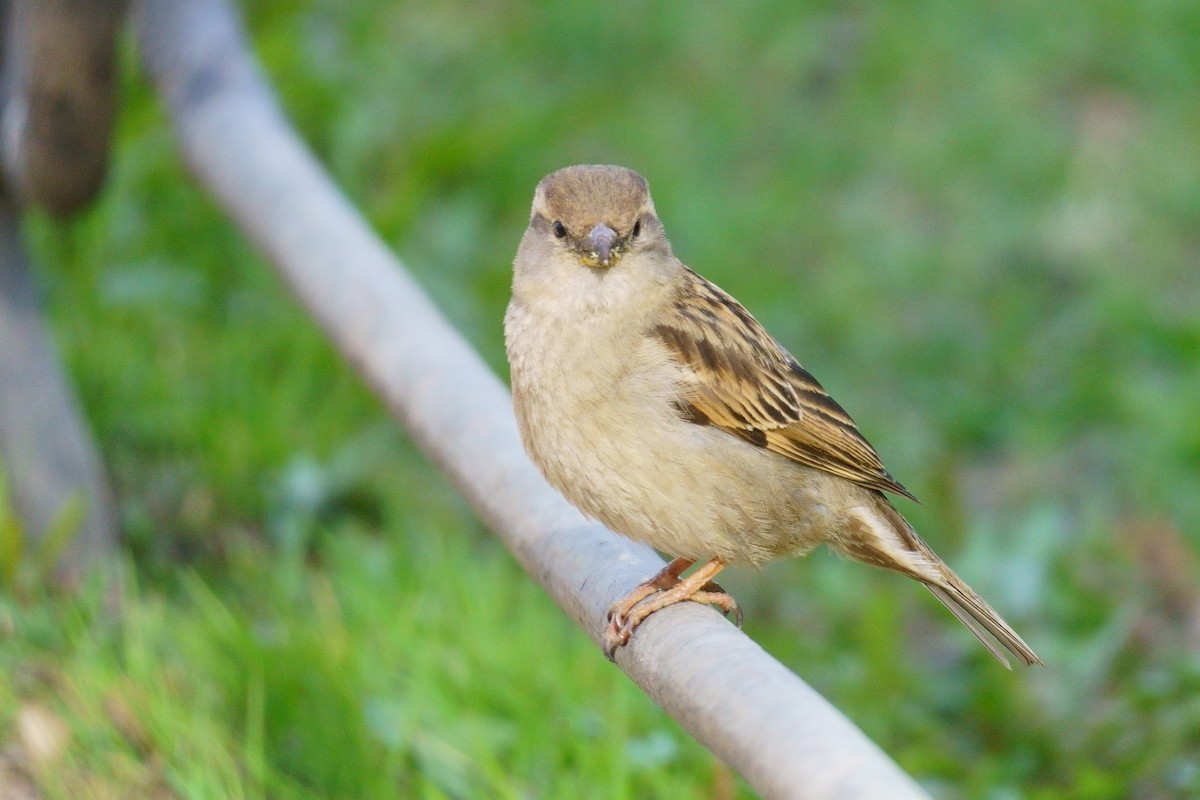 House Sparrow - ML619091904