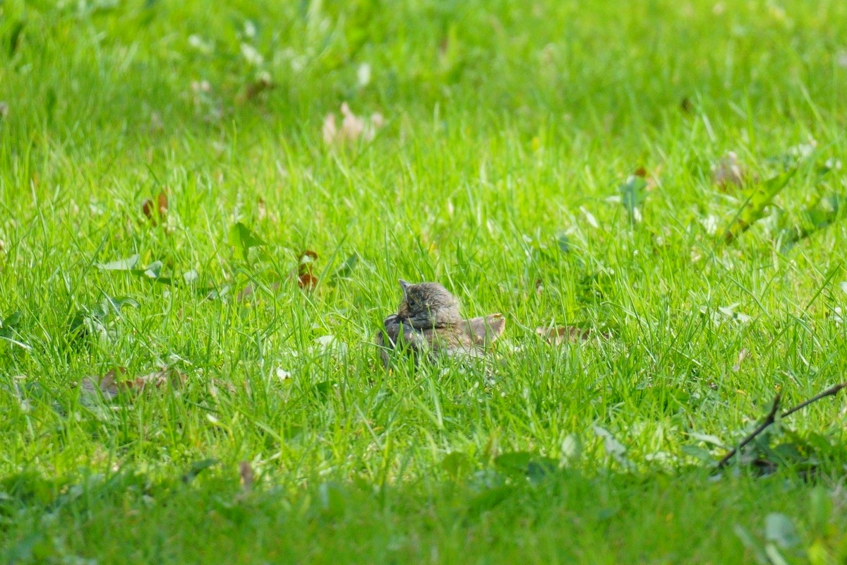 Fieldfare - ML619091913