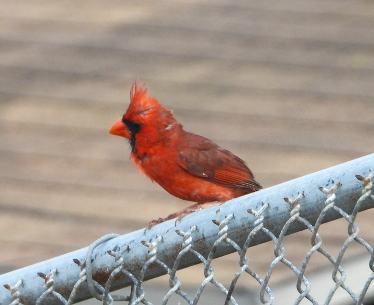 Northern Cardinal - Matt Kelly