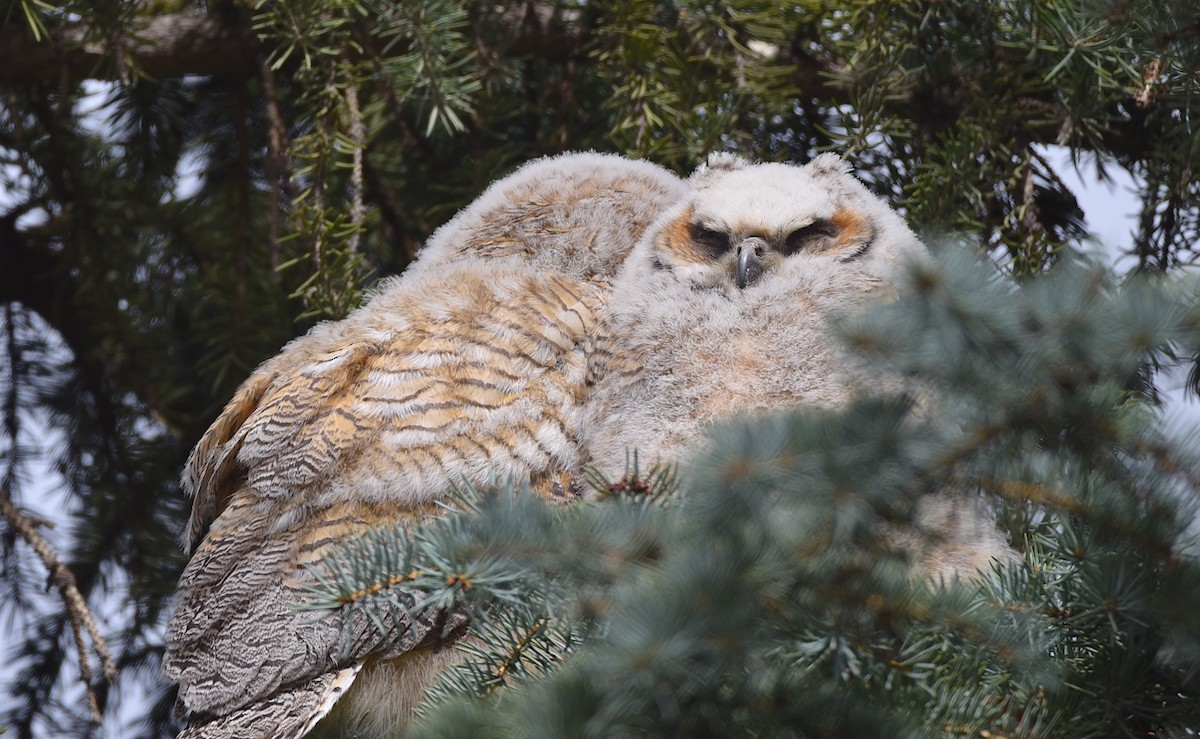 Great Horned Owl - D & I Fennell