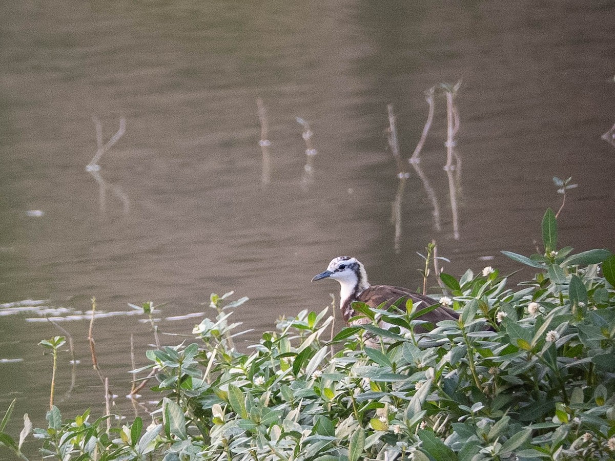 Pheasant-tailed Jacana - ML619091939