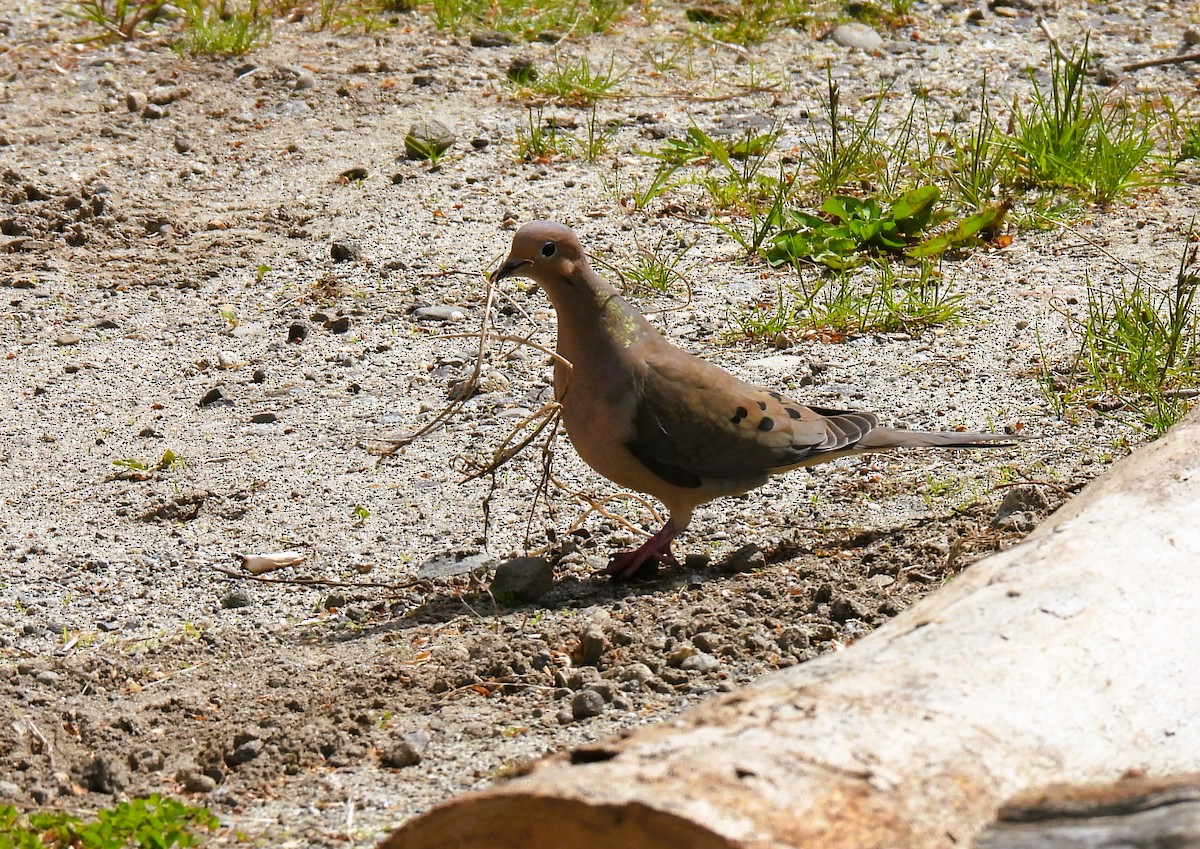 Mourning Dove - Cheryl Ring