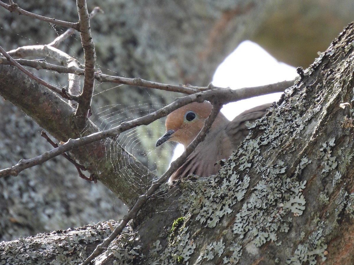 Mourning Dove - ML619091942