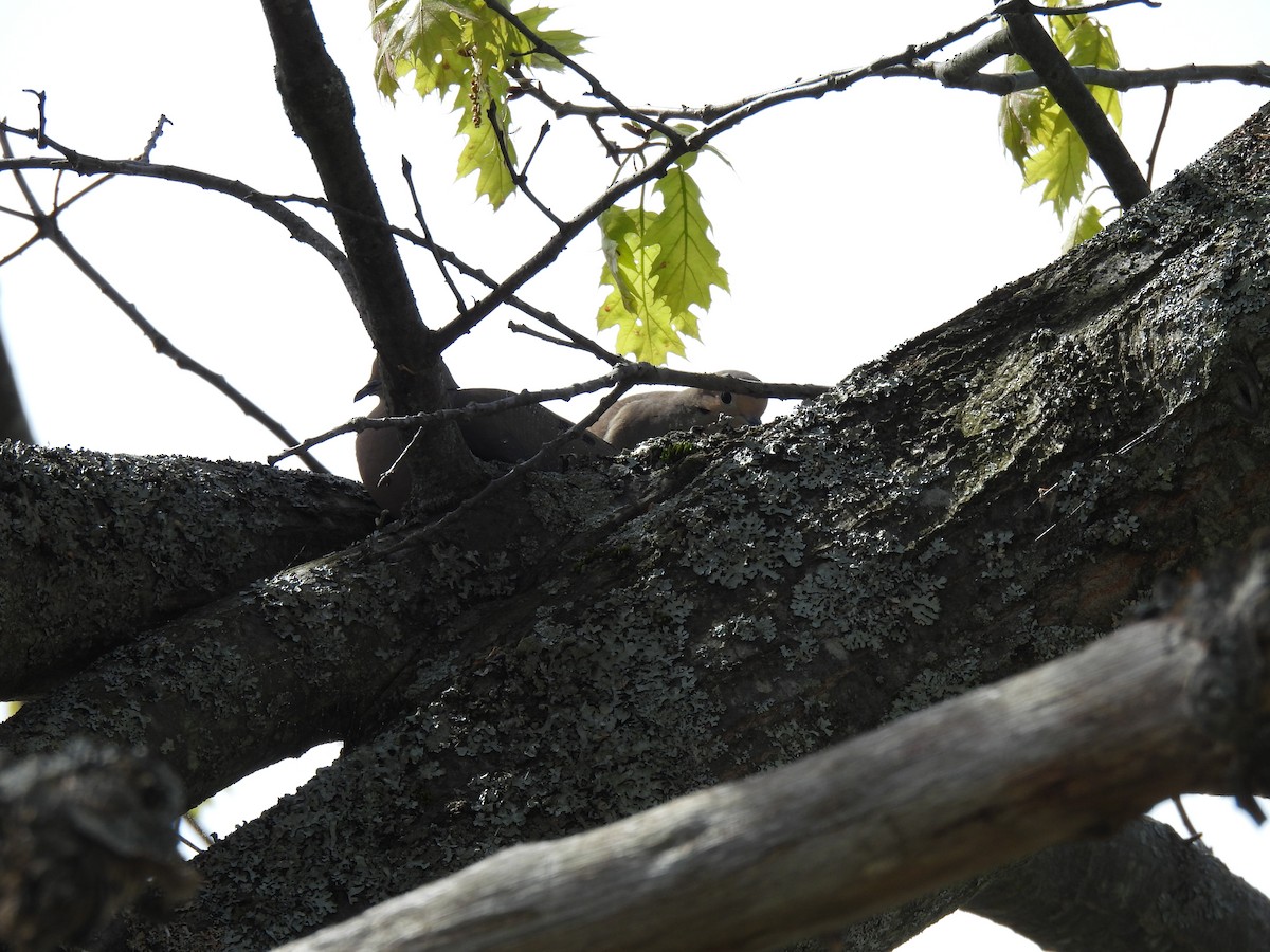 Mourning Dove - Cheryl Ring