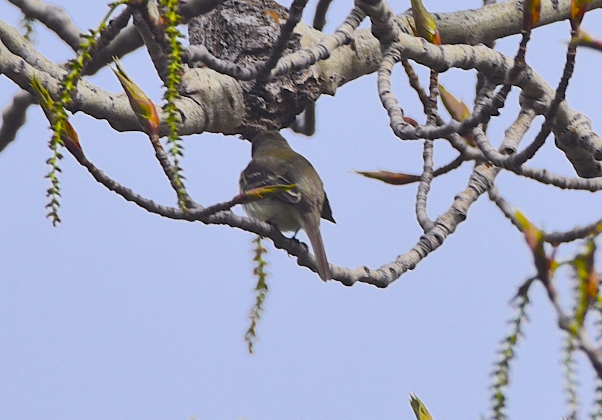 Least Flycatcher - D & I Fennell