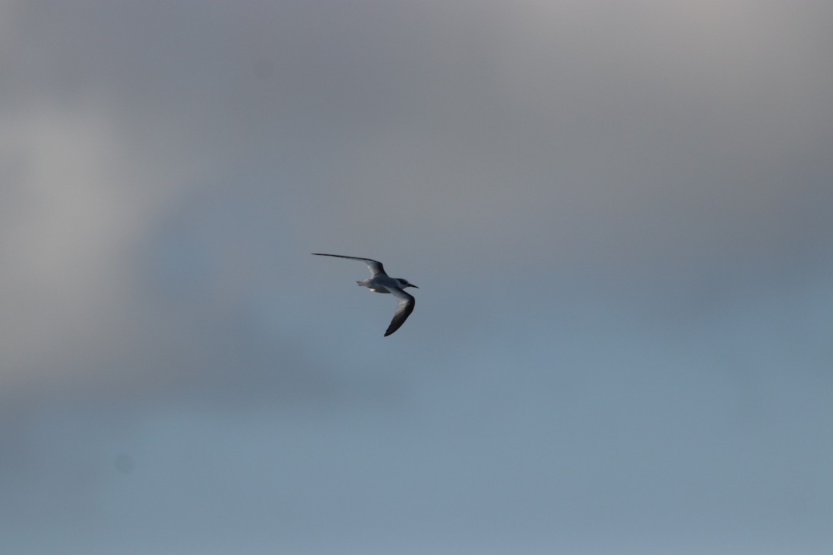 Least Tern - ML619091954