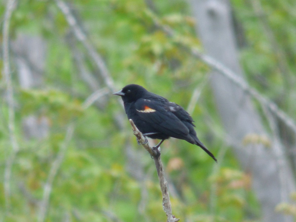 Red-winged Blackbird - C Douglas