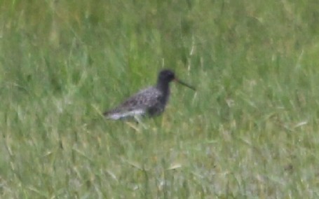 Spotted Redshank - Anonymous