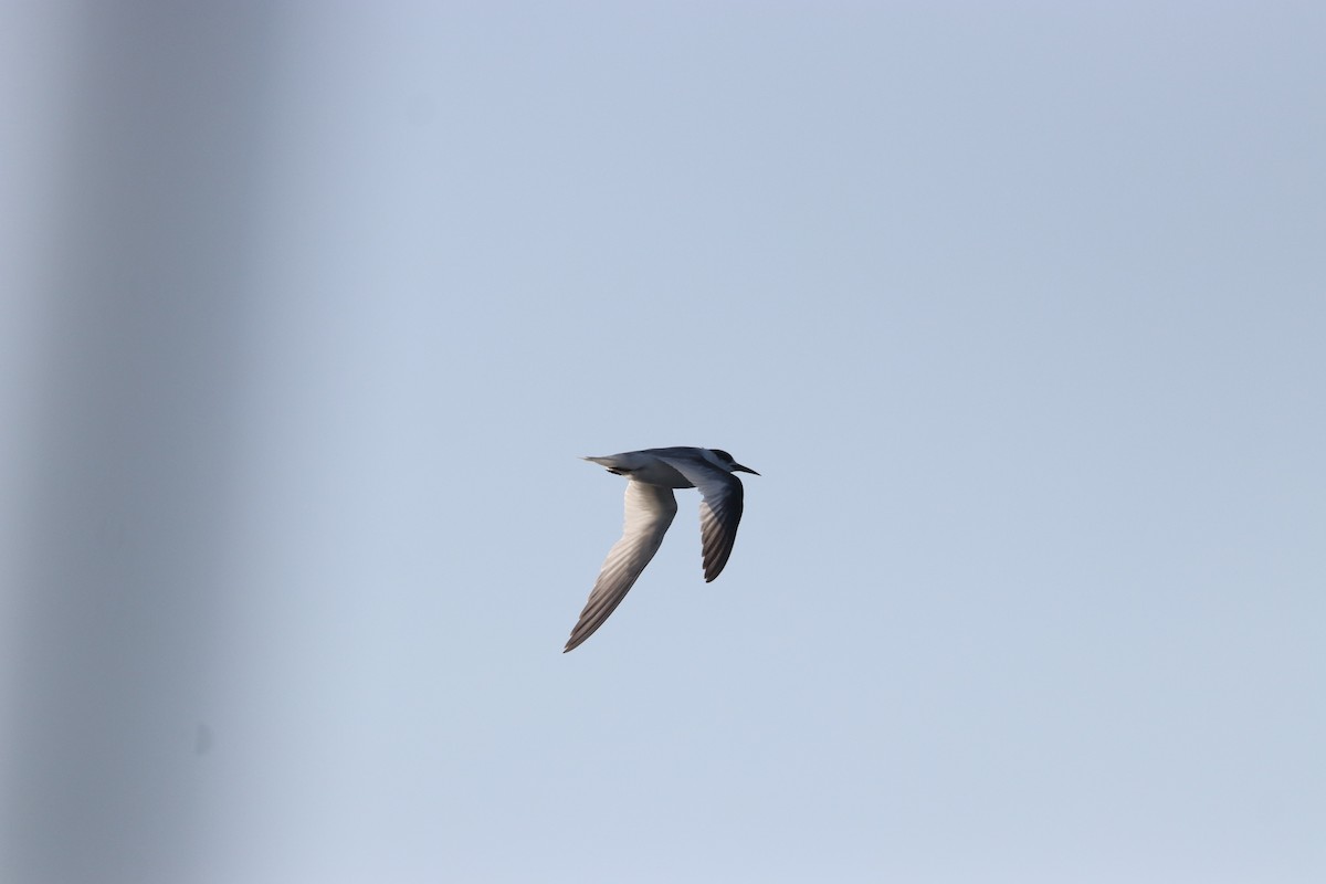 Least Tern - ML619091980