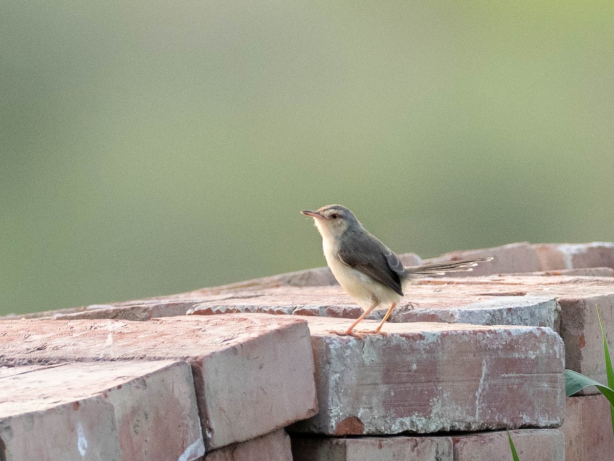 Plain Prinia - ML619091991