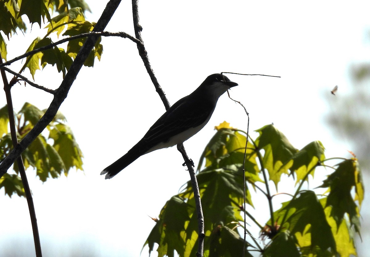 Eastern Kingbird - ML619091993