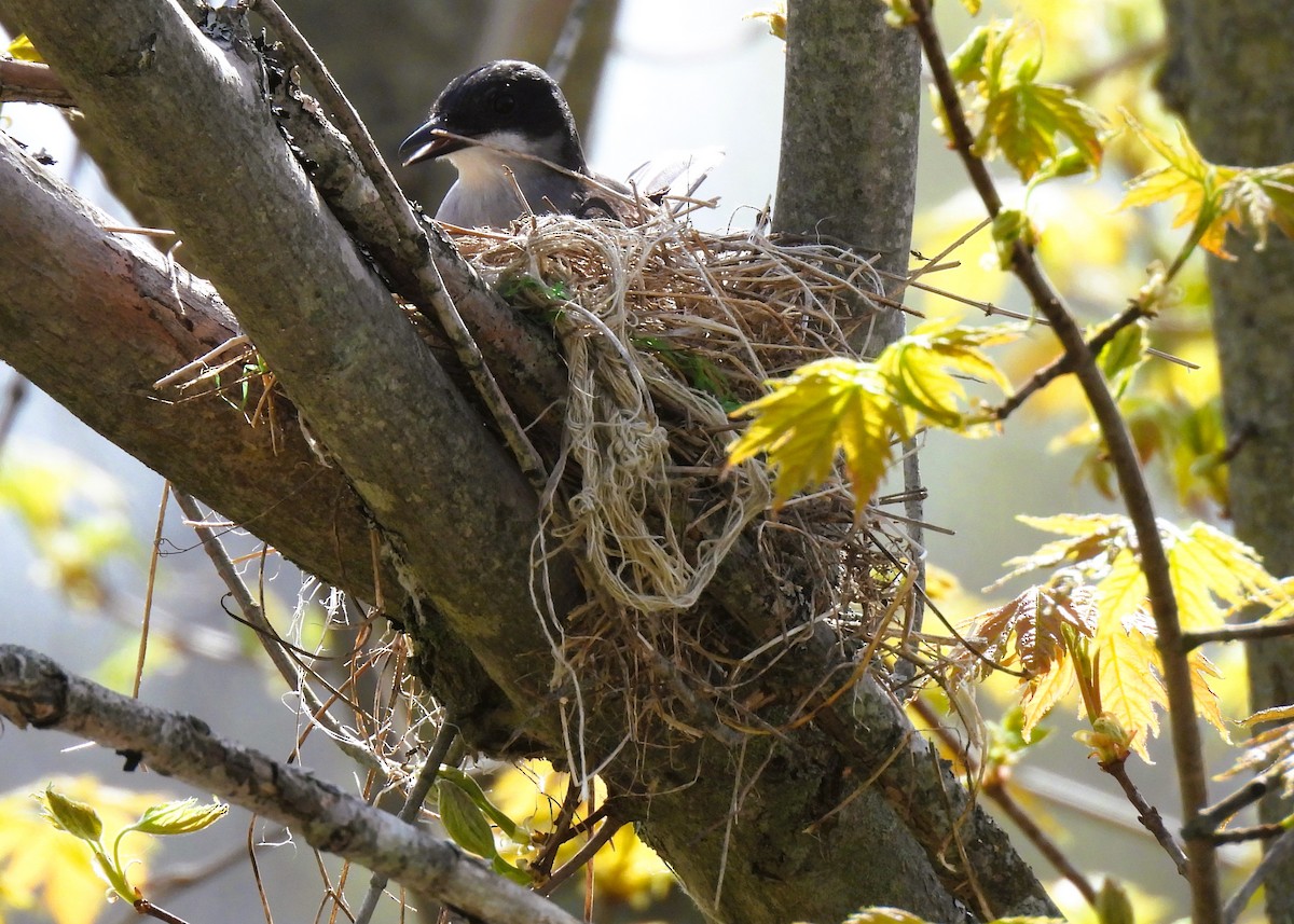 Eastern Kingbird - ML619091994