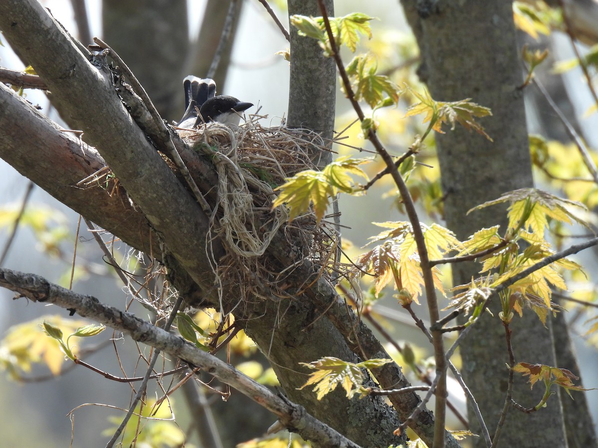 Eastern Kingbird - Cheryl Ring