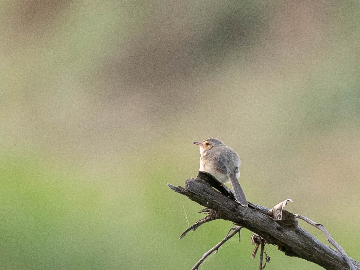 Plain Prinia - ML619092001