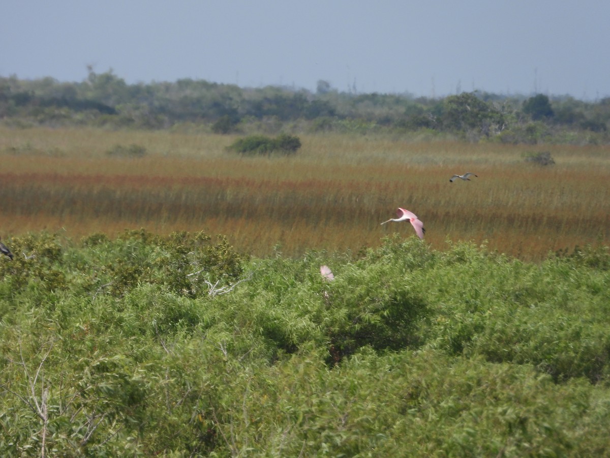 Roseate Spoonbill - ML619092002