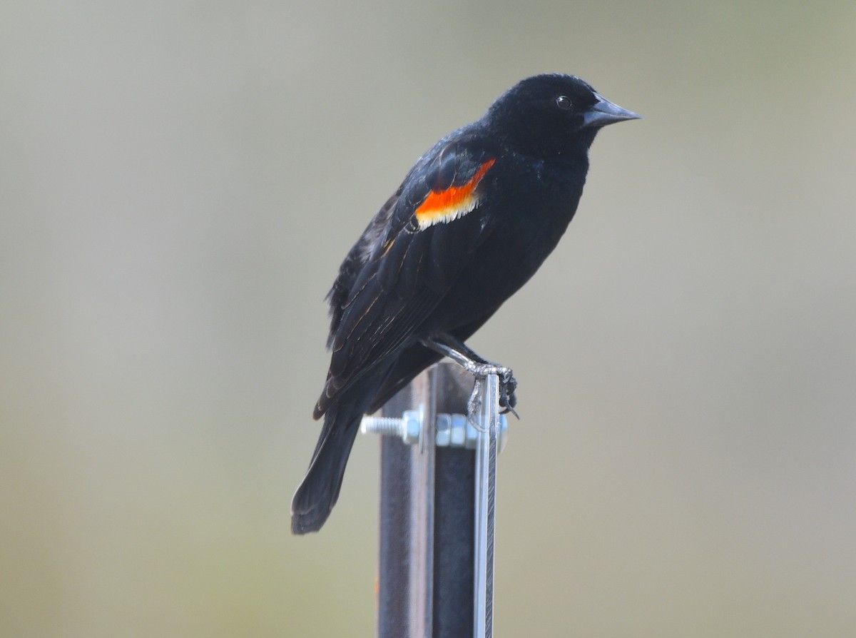 Red-winged Blackbird - D & I Fennell