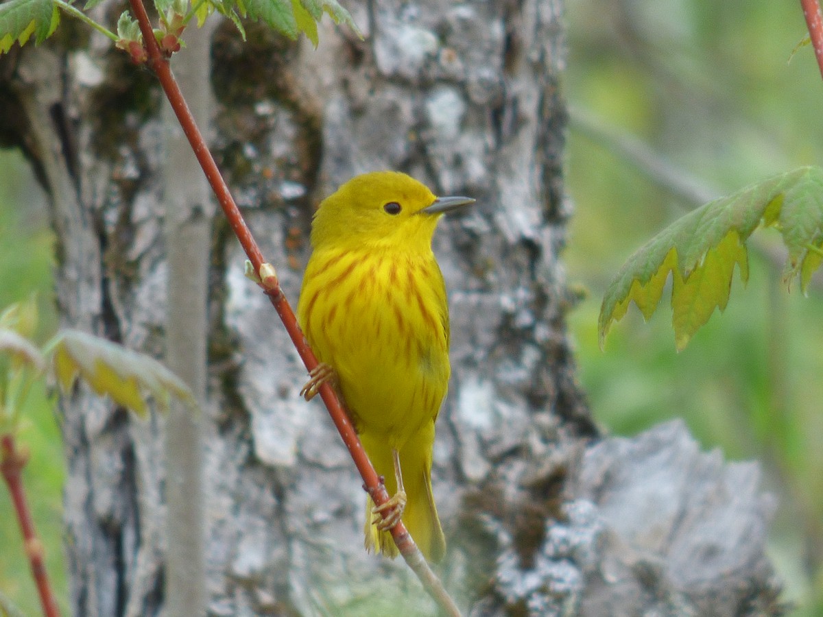 Yellow Warbler - C Douglas