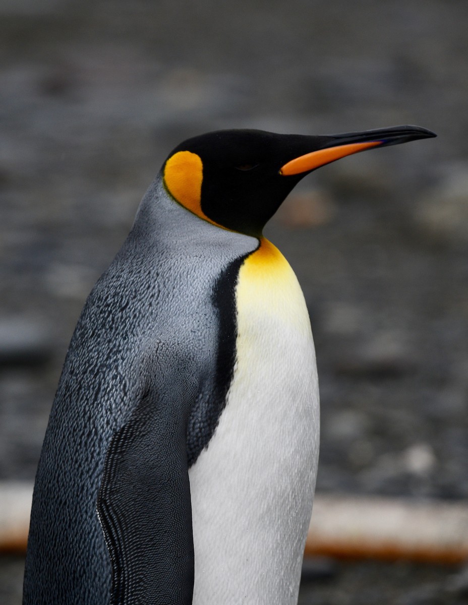 Королевский пингвин - ML619092031