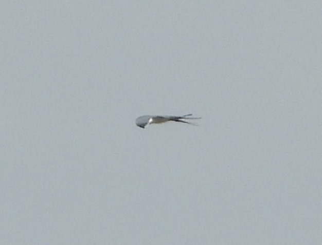 Swallow-tailed Kite - ML619092033