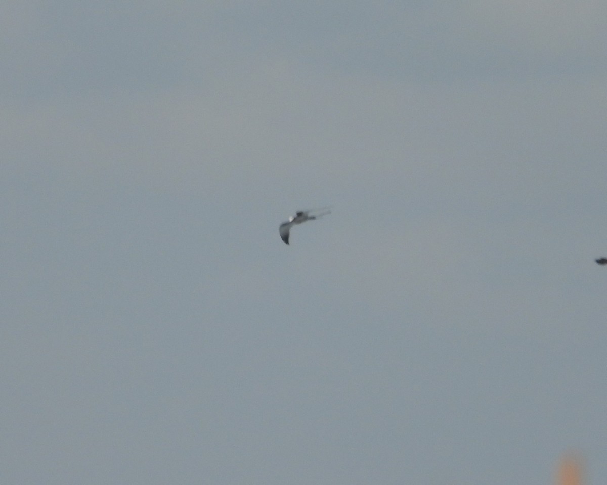 Swallow-tailed Kite - ML619092037