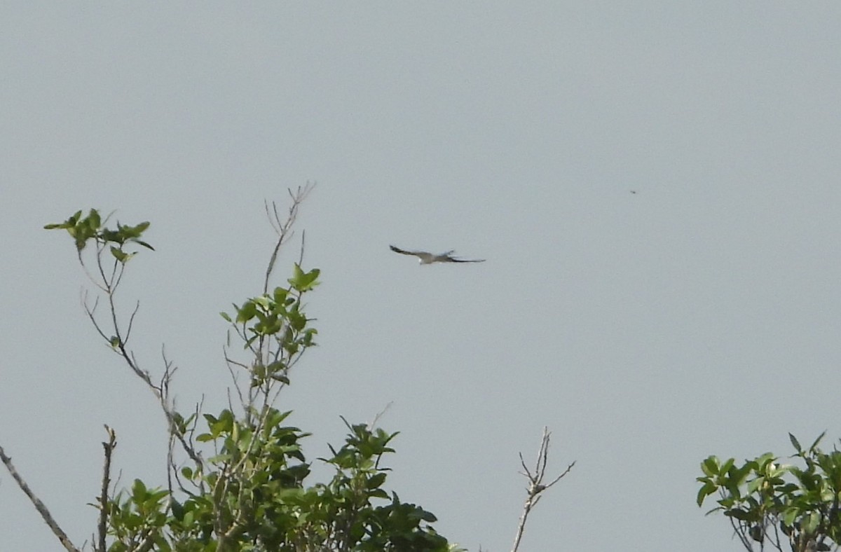 Swallow-tailed Kite - ML619092040