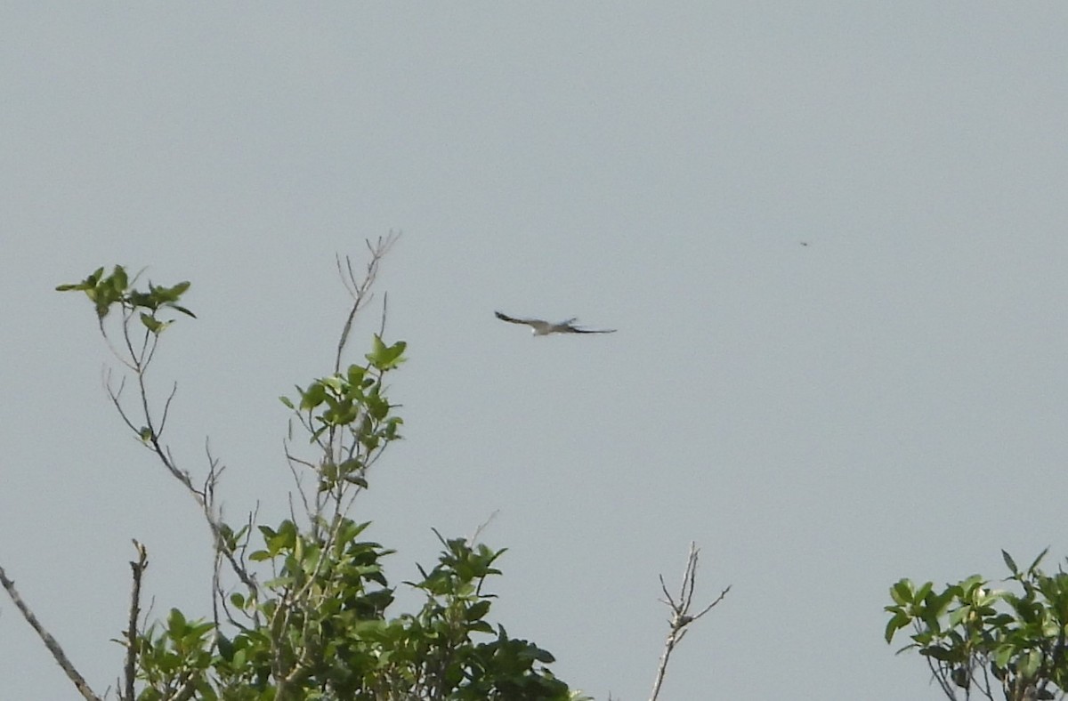 Swallow-tailed Kite - Matt Kelly