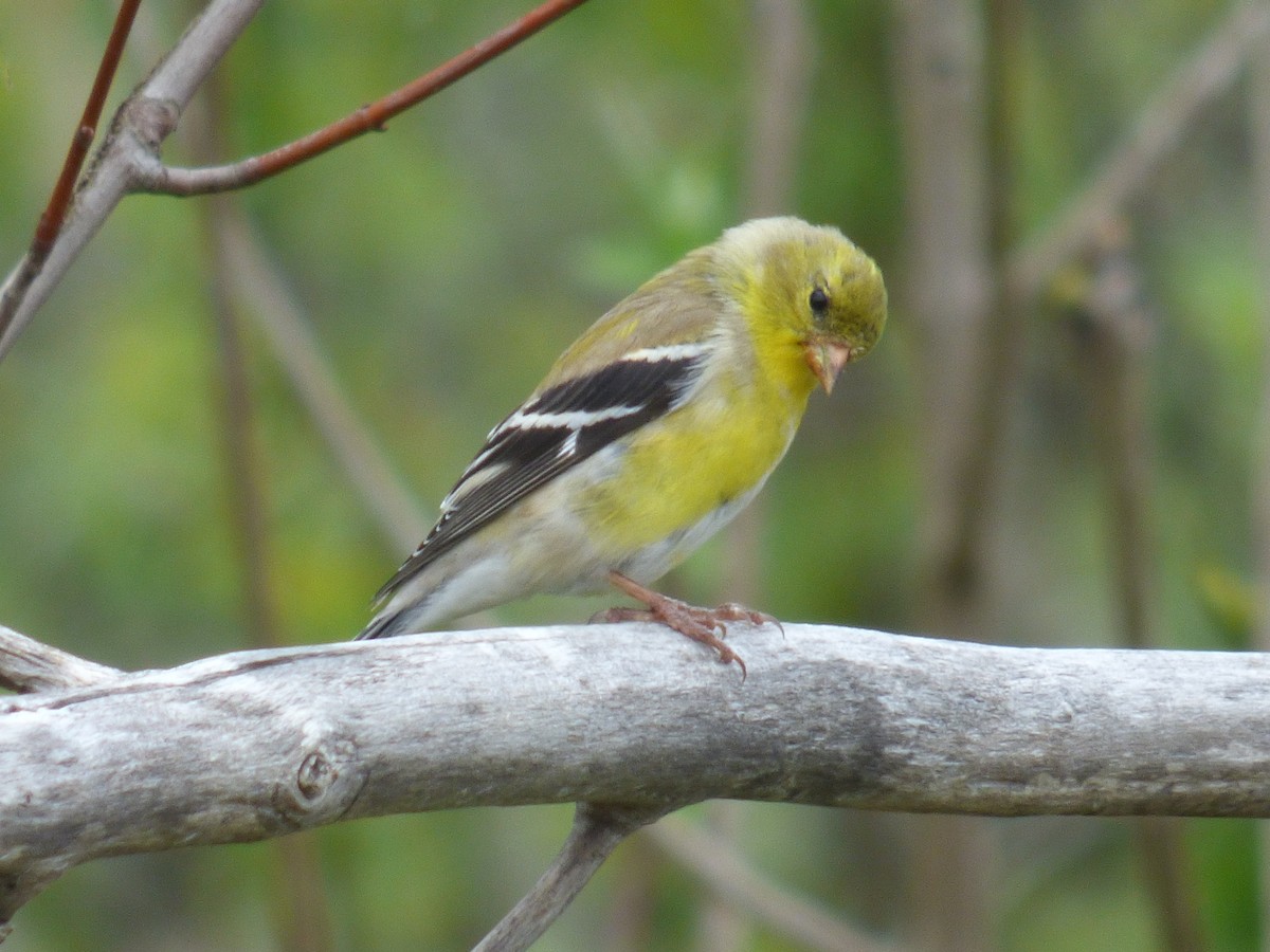 American Goldfinch - C Douglas