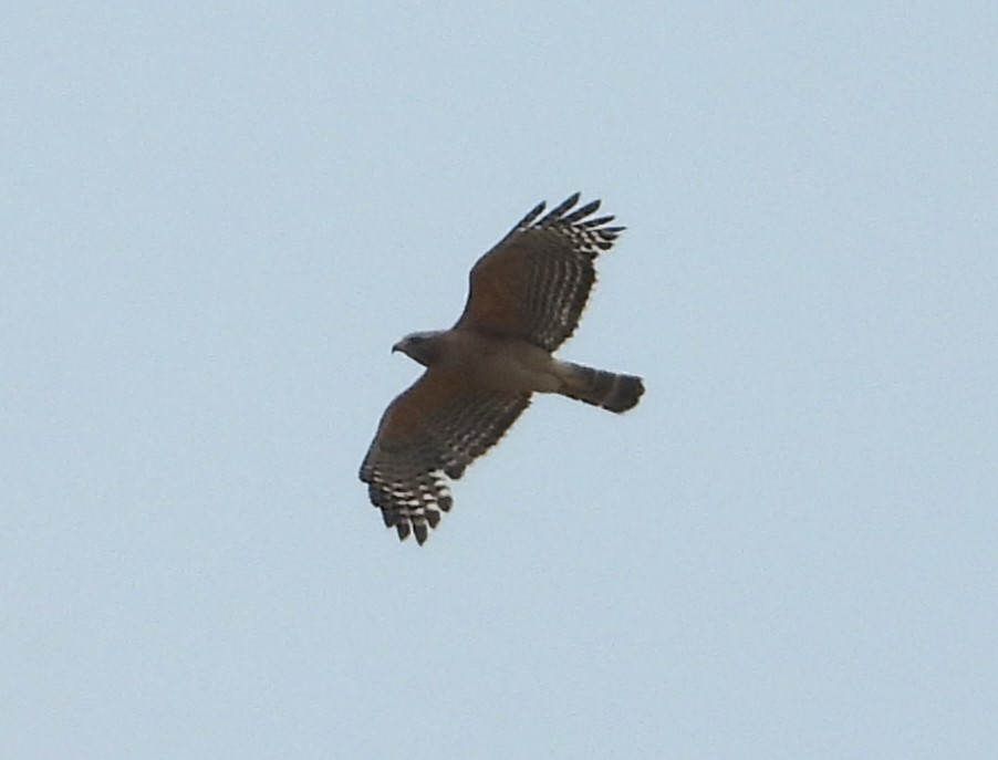 Red-shouldered Hawk - Matt Kelly