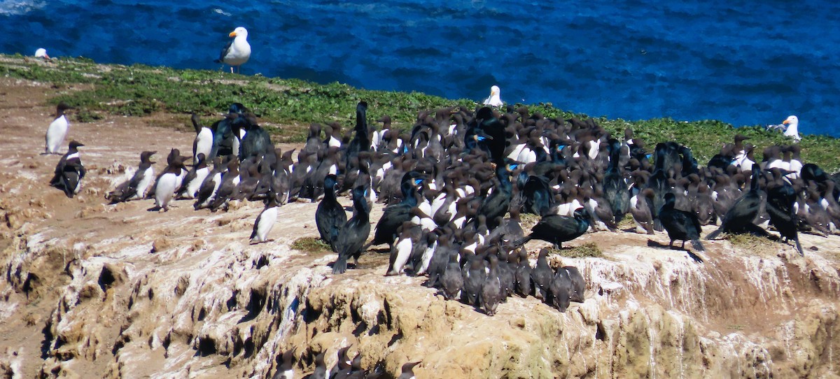 Common Murre - Sami LaRocca