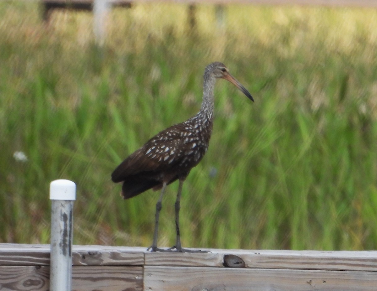 Limpkin - Matt Kelly