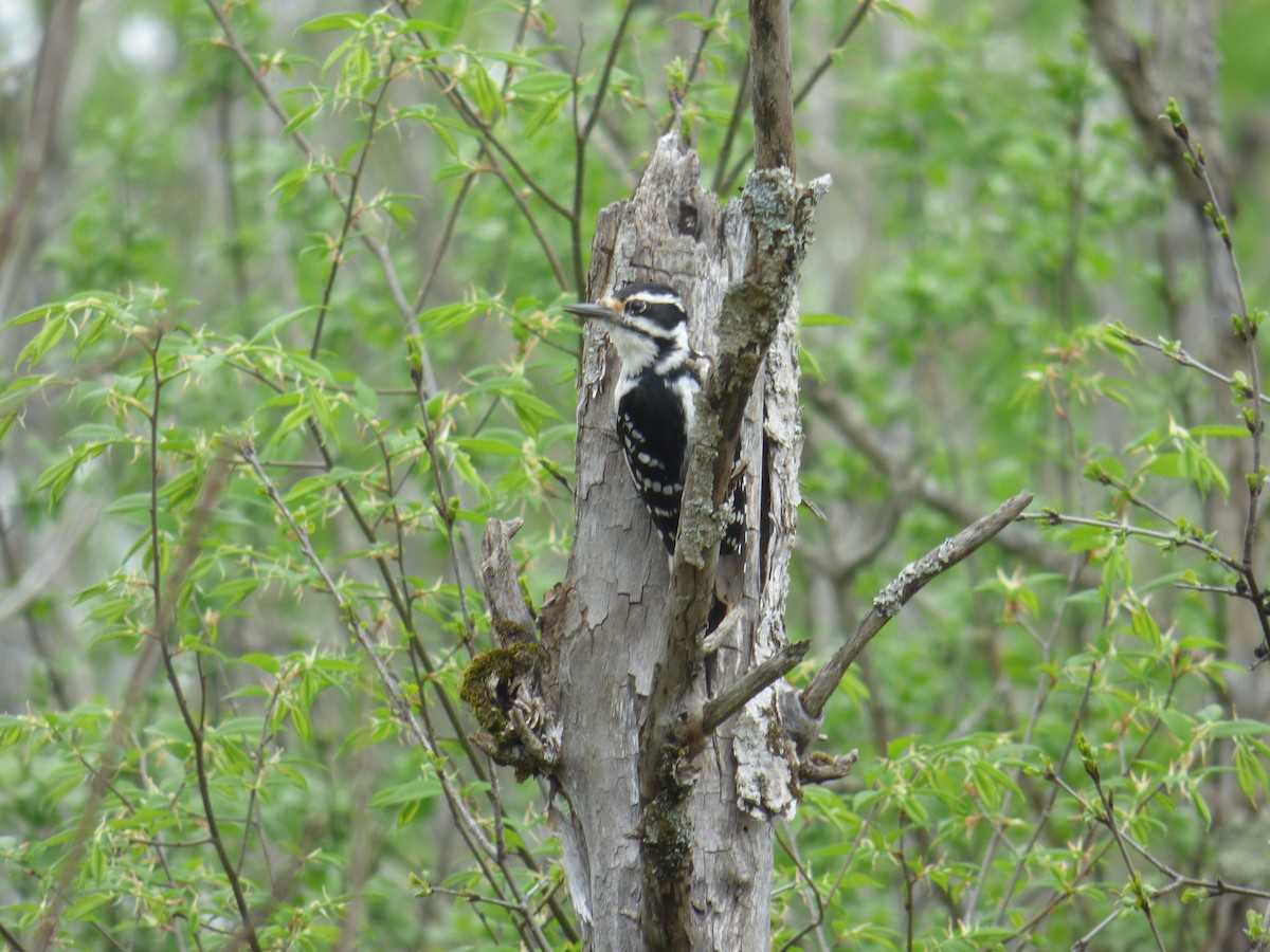 Hairy Woodpecker - C Douglas